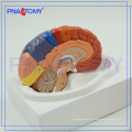 Medizinisches Gehirn-anatomisches Modell PNT-0612, Plastikgehirn-Modelle